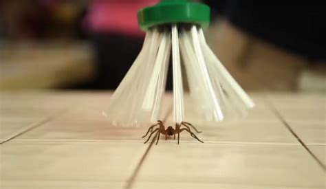 Spider-Killer Magic Mesh: The eco-friendly way to deal with spiders
